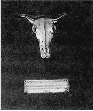 『女王蜂の神秘』パドヴァ国際映画祭牛頭賞