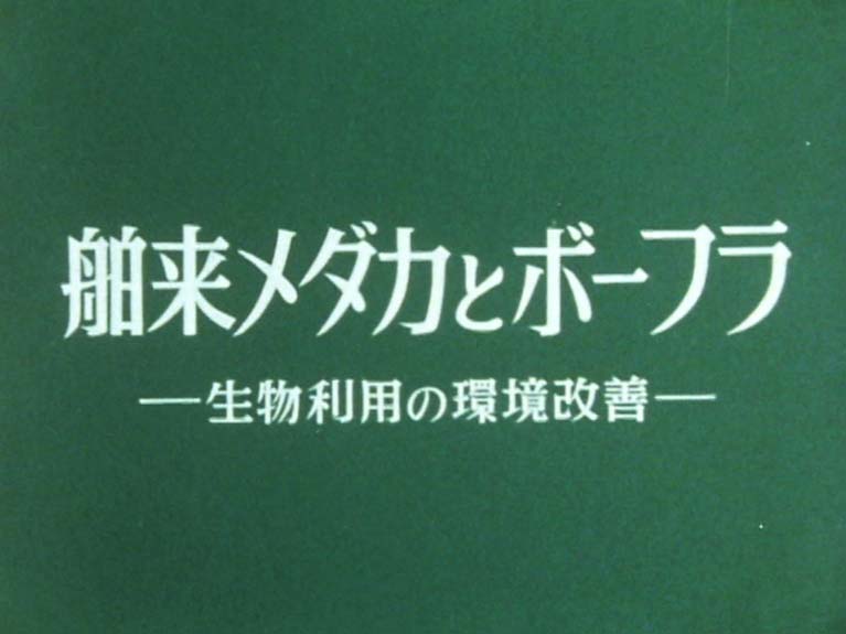 舶来メダカとボーフラ　生物利用の環境改善