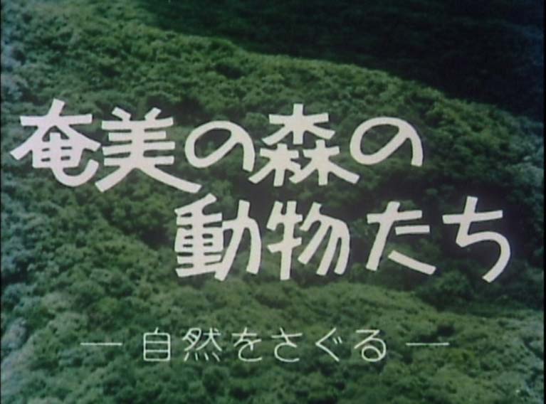 奄美の森の動物たち　自然をさぐる
