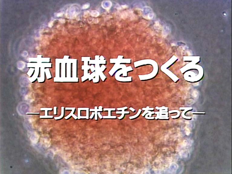 赤血球をつくる　エリスロポエチンを追って