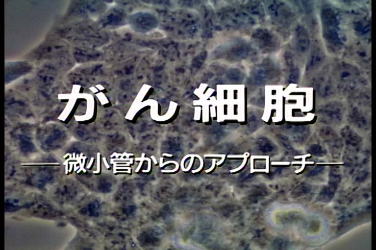 がん細胞　微小管からのアプローチ