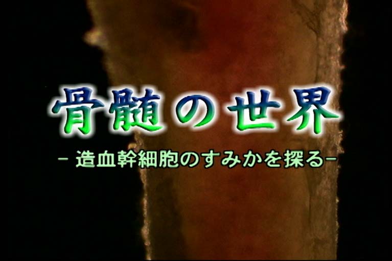骨髄の世界　造血幹幹細胞のすみかを探る